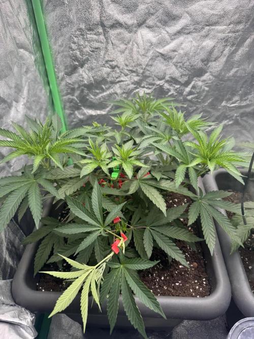 Fruity Cali Strains. Week 5 - Lemonessence 