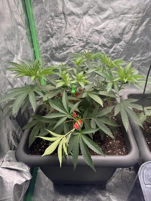 Fruity Cali Strains. Week 5 - Lemonessence 