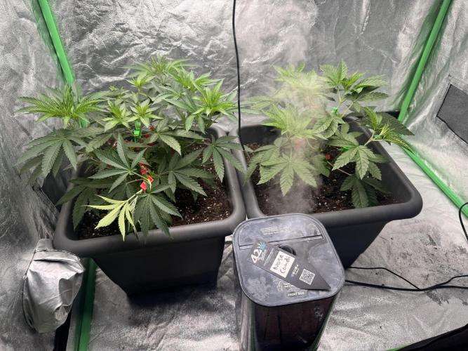 Fruity Cali Strains. Week 5
