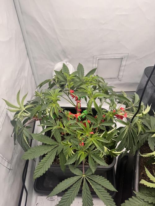 Wizard Trees Potion Scrog. Week 5