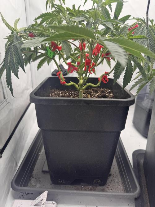 Wizard Trees Potion Scrog. Week 5