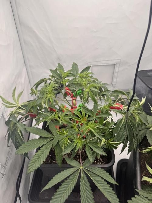 Wizard Trees Potion Scrog. Week 5