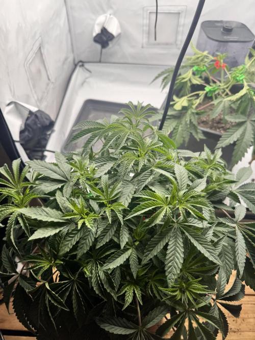 Wizard Trees Potion Scrog. Week 5