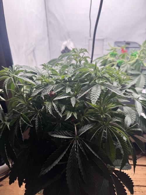 Wizard Trees Potion Scrog. Week 5