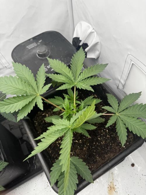 Colorado Nightshifter. Week 2
