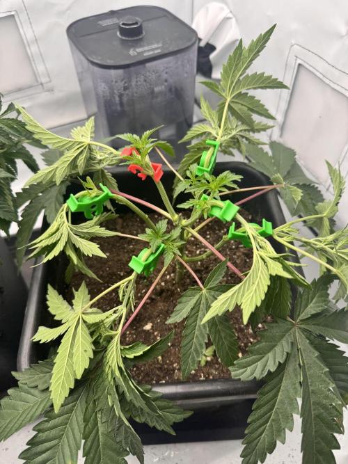 Colorado Nightshifter SCROG. Week 3