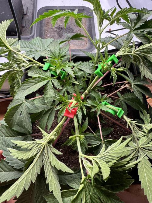 Colorado Nightshifter SCROG. Week 3