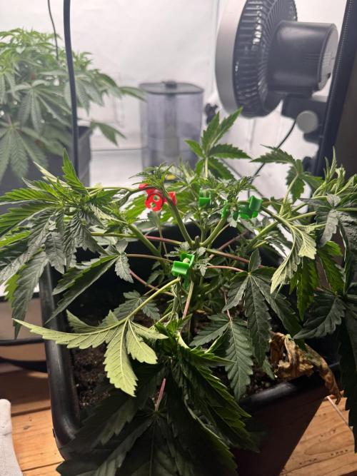 Colorado Nightshifter. Week 3