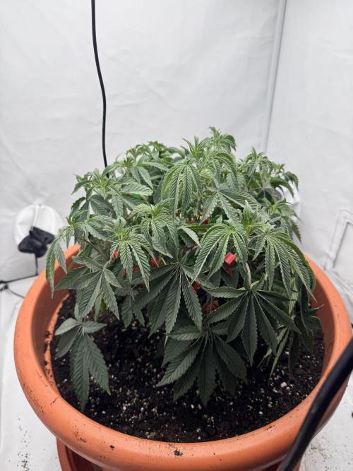 Wizard Trees Potion Scrog. Week 6