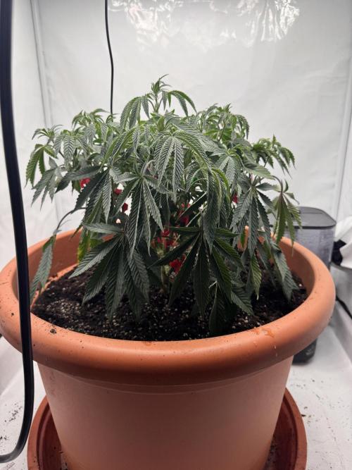 Wizard Trees Potion Scrog. Week 6
