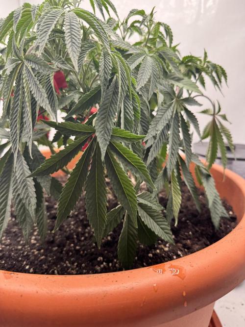 Wizard Trees Potion Scrog. Week 6