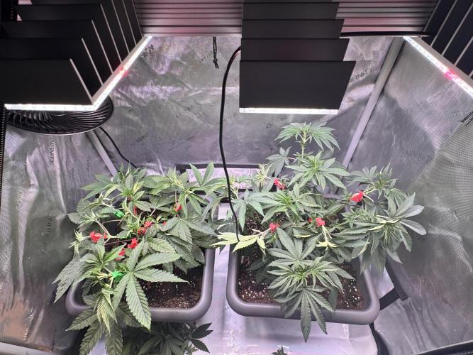 Fruity Cali Strains. Week 6