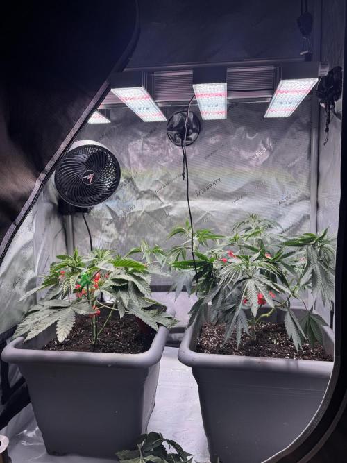 Fruity Cali Strains. Week 6
