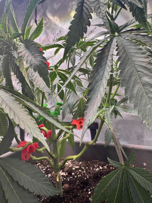 Fruity Cali Strains. Week 6 - Lemonessence 