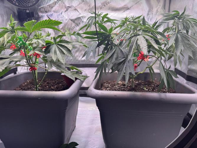 Fruity Cali Strains. Week 6