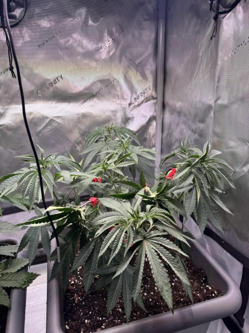 Fruity Cali Strains. Week 6 - Lemonessence 