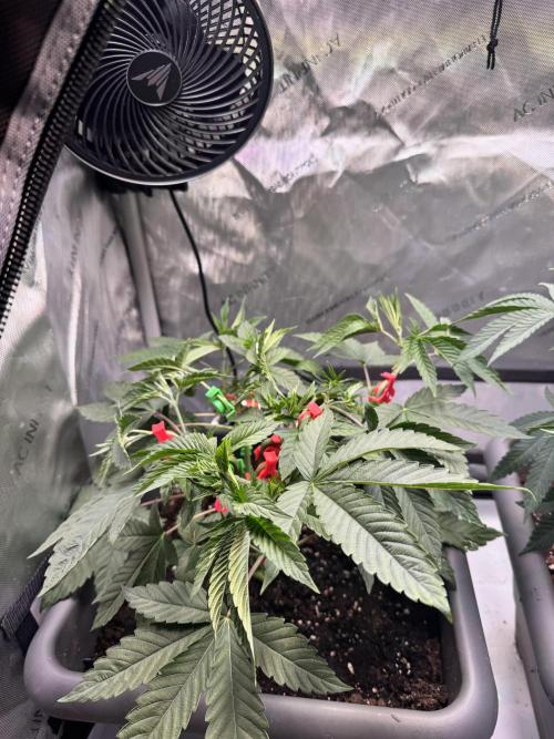 Fruity Cali Strains. Week 6 - Studio cherry 