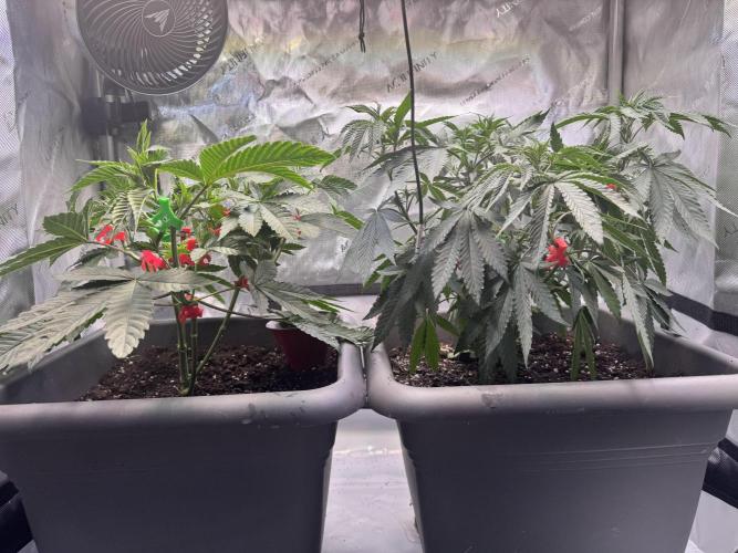 Fruity Cali Strains. Week 6