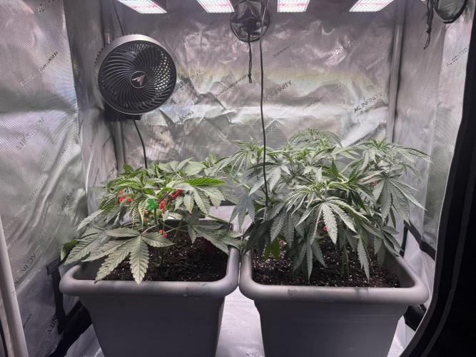 Fruity Cali Strains. Week 6