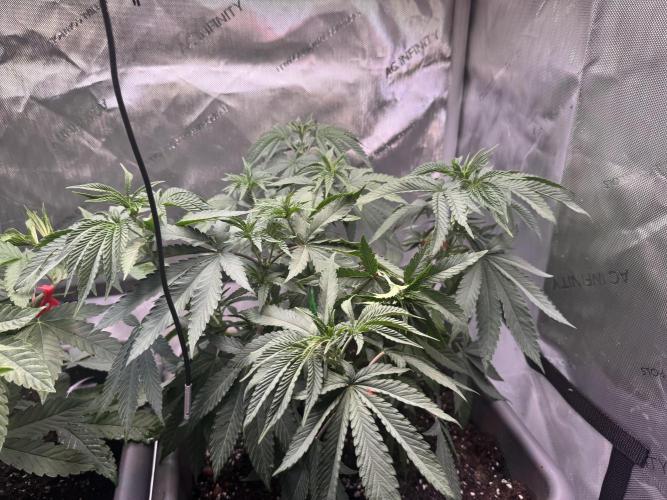 Fruity Cali Strains. Week 6 - Lemonessence 
