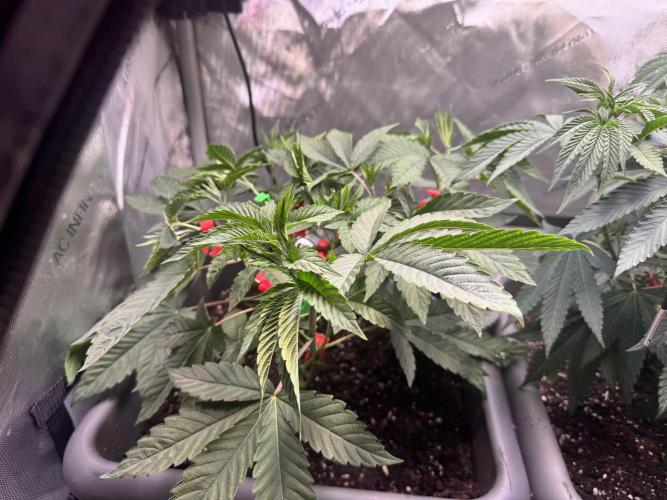 Fruity Cali Strains. Week 6 - Studio cherry 