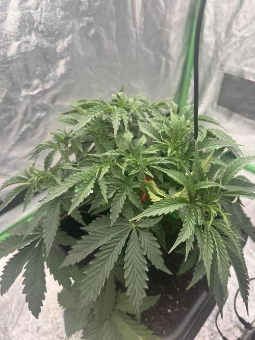 Colorado Nightshifter SCROG. Week 4