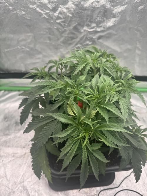 Colorado Nightshifter SCROG. Week 4