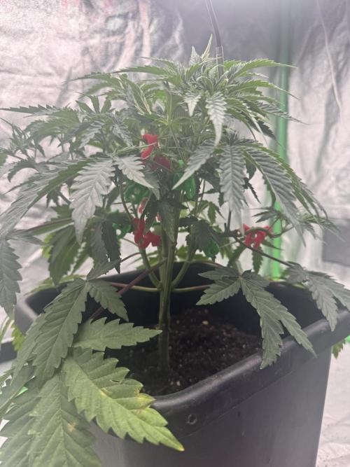 Colorado Nightshifter SCROG. Week 4
