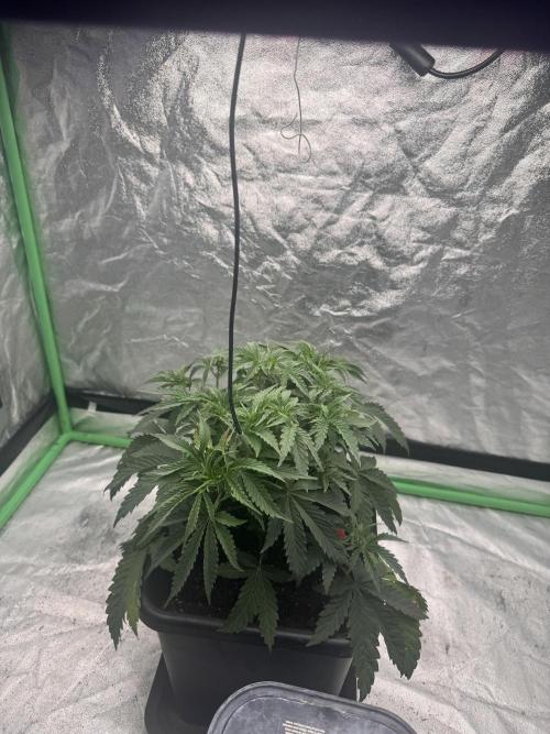 Colorado Nightshifter. Week 4