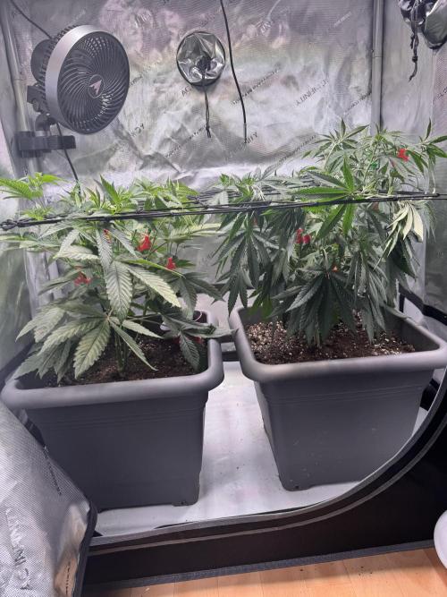 Fruity Cali Strains. Week 7