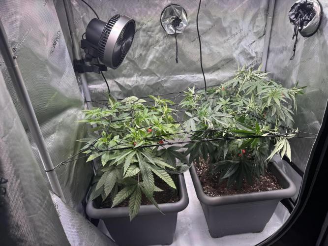 Fruity Cali Strains. Week 7