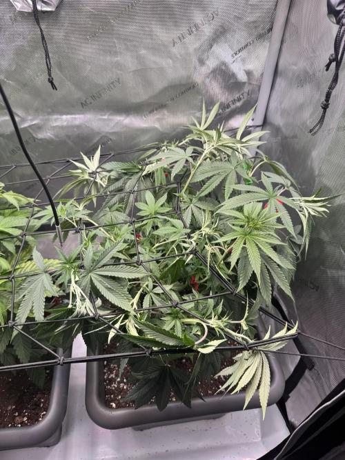 Fruity Cali Strains. Week 7