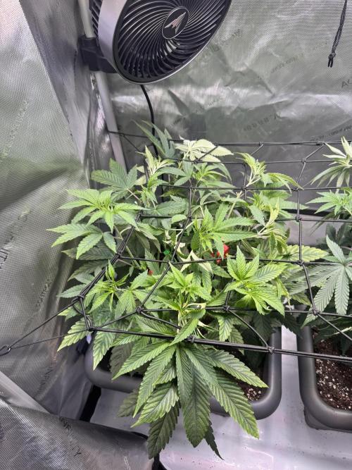 Fruity Cali Strains. Week 7