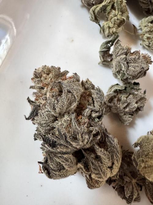 2x Dantes Cherrycana Revers. Week 16 - Right 