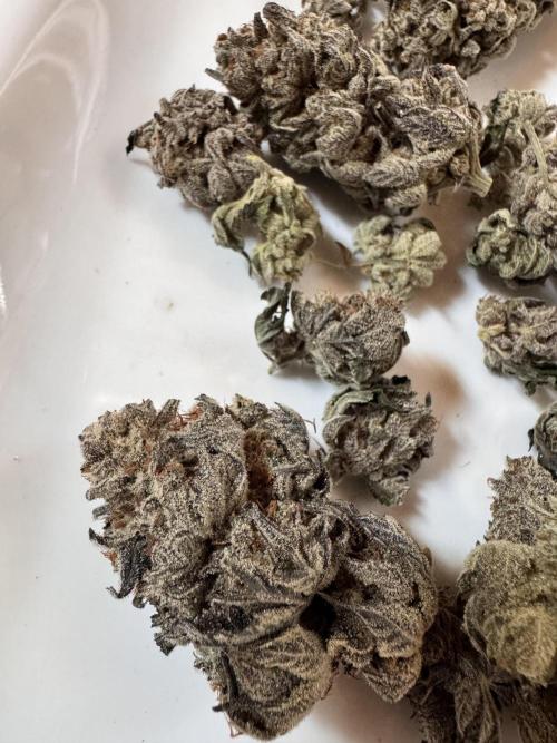 2x Dantes Cherrycana Revers. Week 16 - Right 