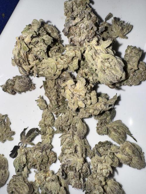 2x Dantes Cherrycana Revers. Week 16 - Left
