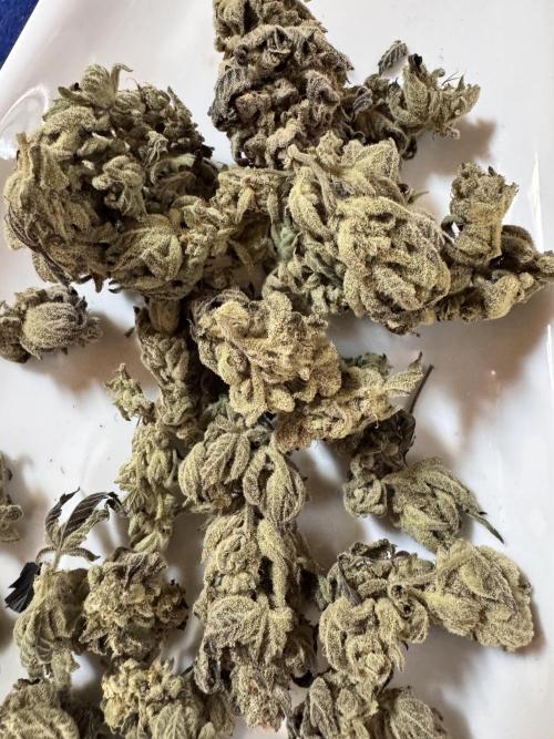 2x Dantes Cherrycana Revers. Week 16 - Left 