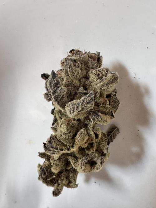 2x Dantes Cherrycana Revers. Week 16 - Right 