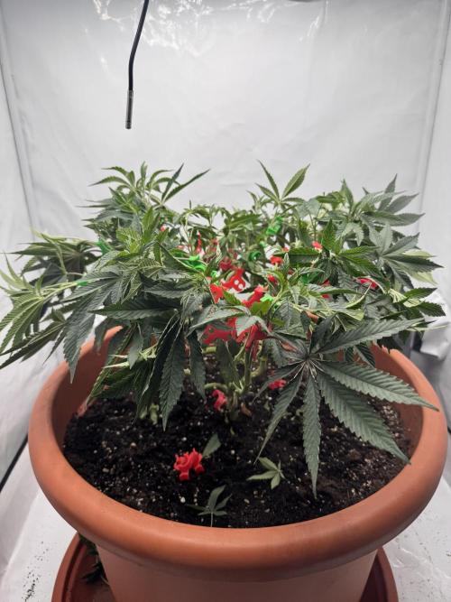 Wizard Trees Potion Scrog. Week 7