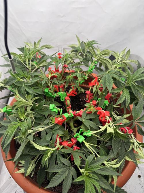 Wizard Trees Potion Scrog. Week 7