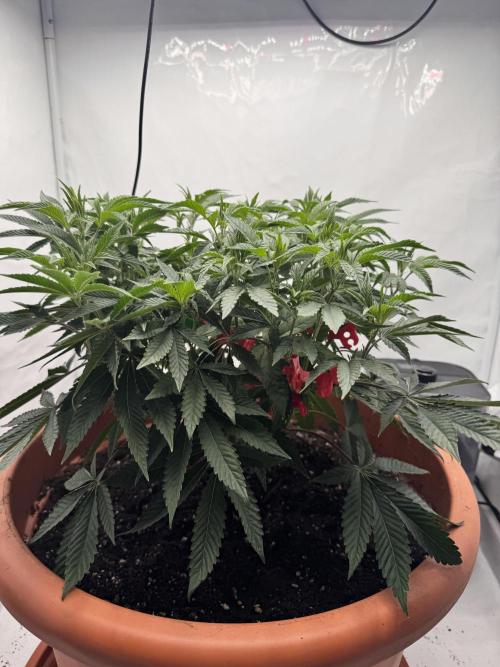 Wizard Trees Potion Scrog. Week 7