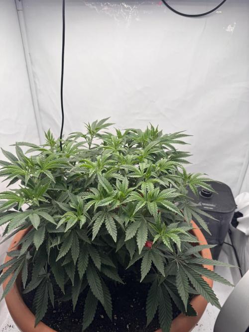 Potion. Week 7