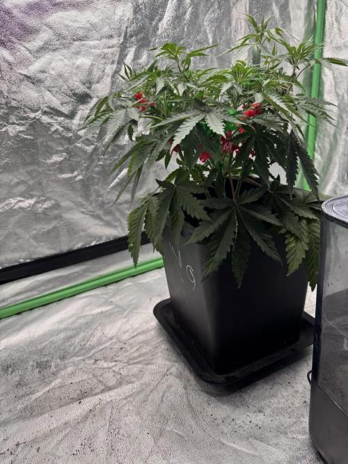Colorado Nightshifter SCROG. Week 5