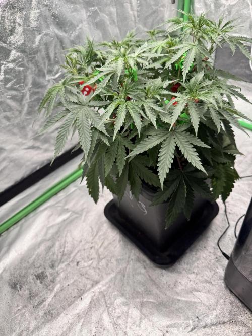 Colorado Nightshifter SCROG. Week 5