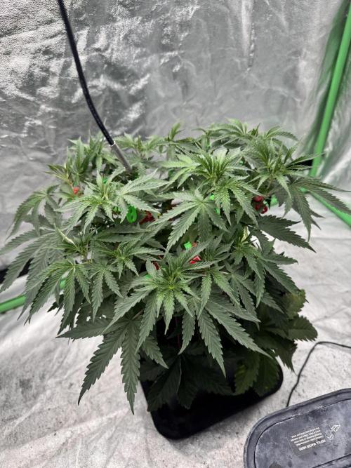 Colorado Nightshifter. Week 5