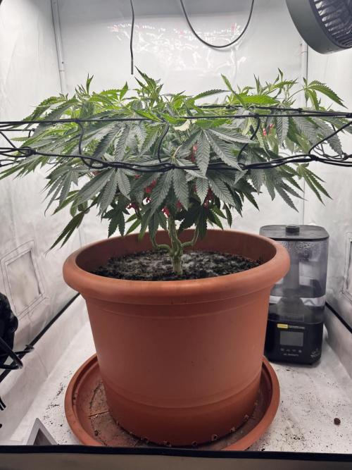 Wizard Trees Potion Scrog. Week 8