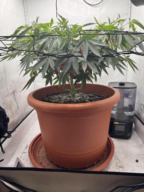 Wizard Trees Potion Scrog. Week 8