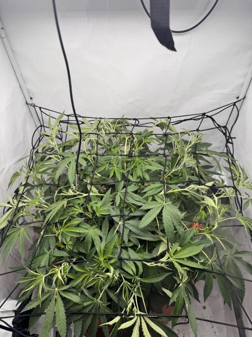 Wizard Trees Potion Scrog. Week 8