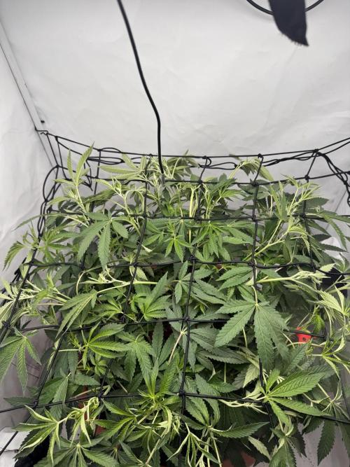 Wizard Trees Potion Scrog. Week 8