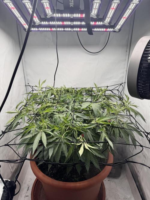Wizard Trees Potion Scrog. Week 8